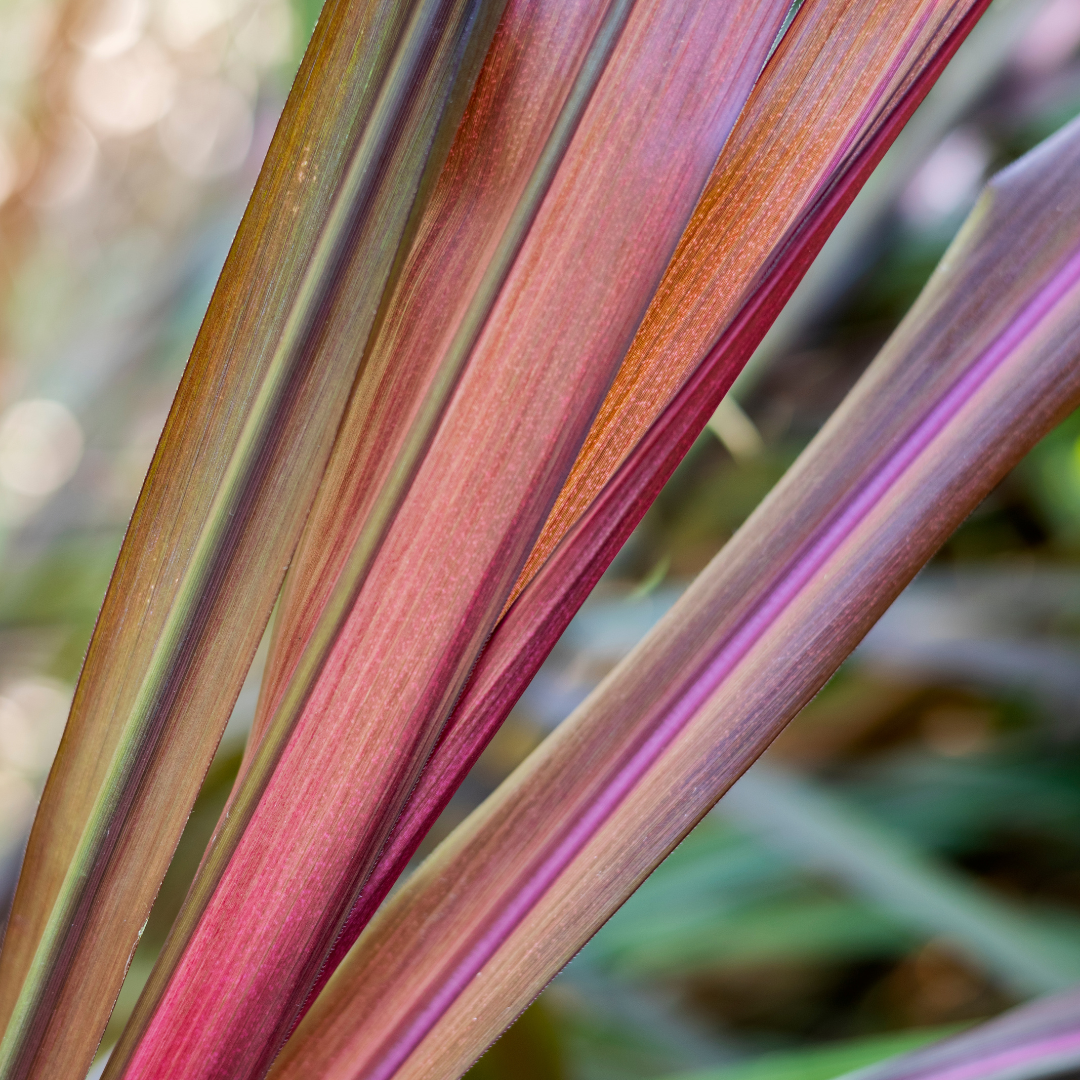 closeup photo of a palm leaf
